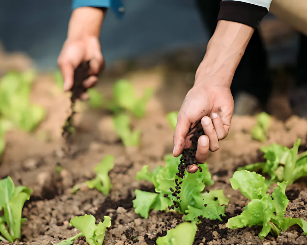 Untitled design - 2025-09-18T113108.185